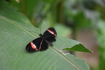 Exotic Butterfly Resting on Leaf - Nature Inspired Free Stock Photo