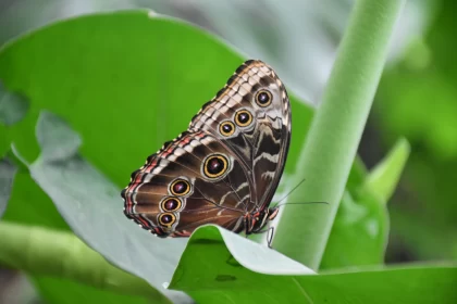 Majestic Butterfly on Leaf - Nature's Intricate Patterns and Mysteries Free Stock Photo