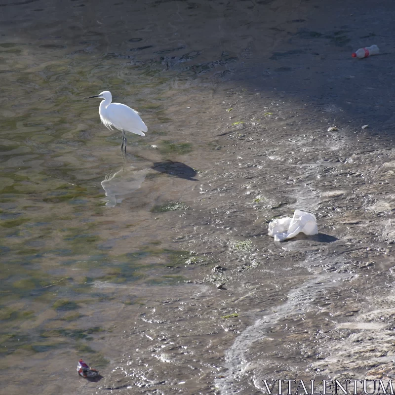 Overcrowded Beach Scene with Egret Amidst Trash Free Stock Photo