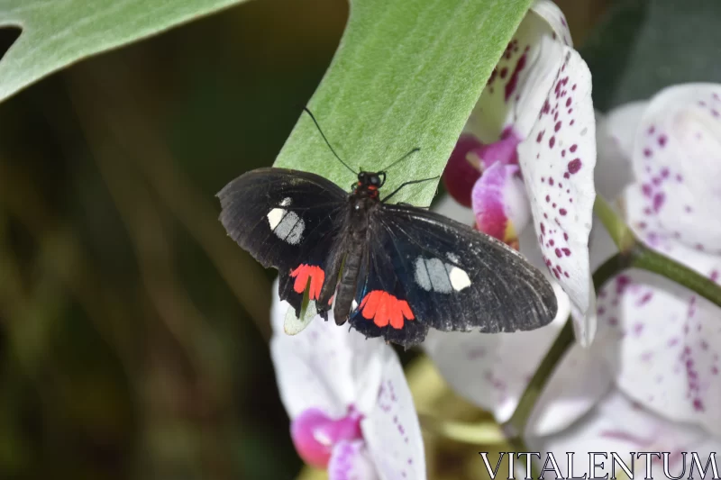 PHOTO Black Butterfly on Red Orchids - Nature's Artistry