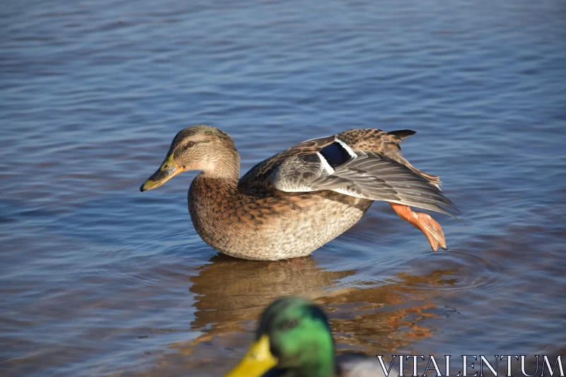 Mallard Duck in Water: Unpolished Authenticity and Precision Free Stock Photo