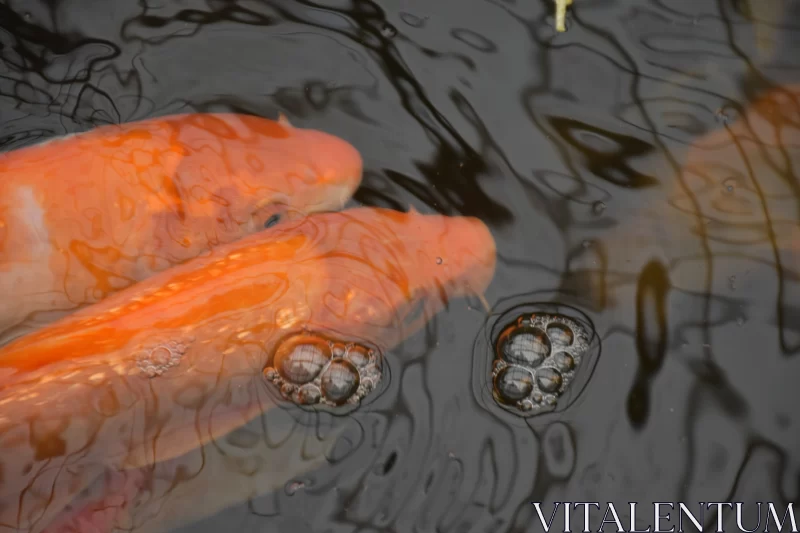 Orange Koi Fish Swimming in Pond - Photorealistic Art Free Stock Photo