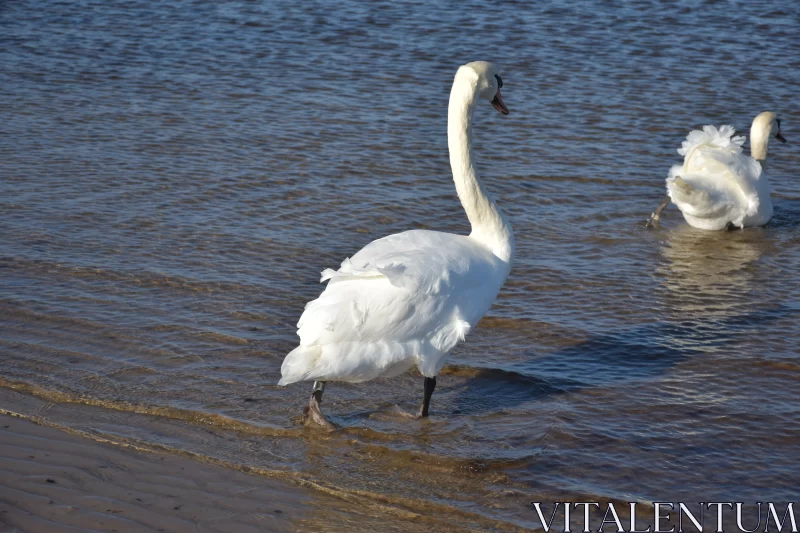 Graceful White Swan with Blue Eyes - Suffolk Coast Views Free Stock Photo