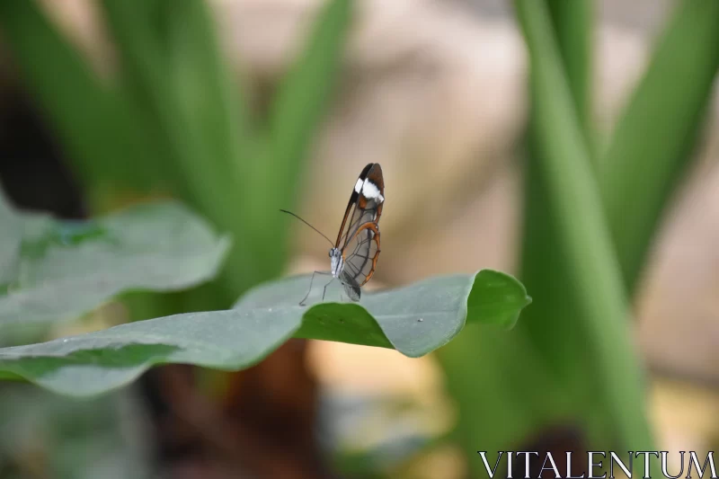 Ethereal Butterfly on a Green Leaf Free Stock Photo
