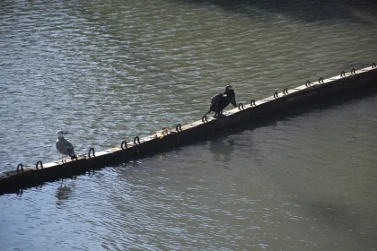 Birds on a Wooden Bridge in Urban Water Setting