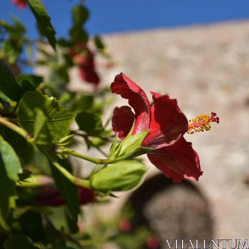 Romantic Hibiscus: An Interplay of Light, Shadow and Time Free Stock Photo
