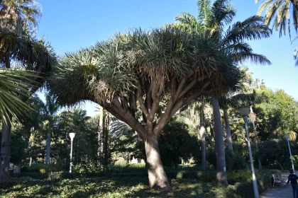 Ornamental Palm Tree in Australian Landscape Free Stock Photo