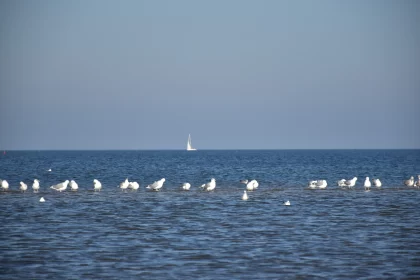 White Gulls on a Blue Day: A Dutch Beach Landscape