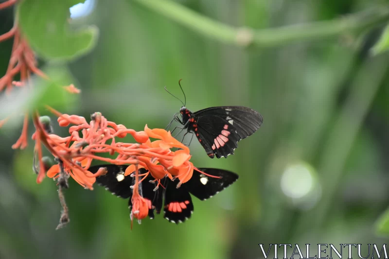 Black Butterflies on Orange Flower: A Captivating Natural Scene Free Stock Photo