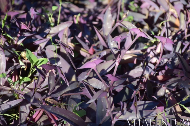 Purple Plants and Leaves on Grassy Field Free Stock Photo