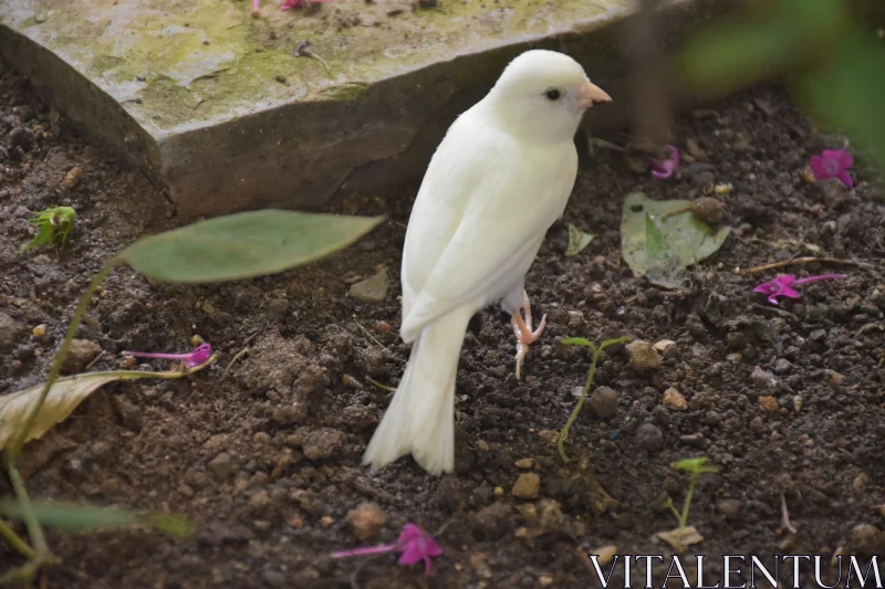 Petite White Bird in Natural Ambiance - A Study in Elegance and Precision Free Stock Photo