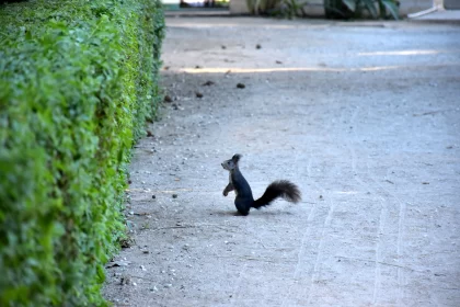 Candid Squirrel in Park - Black and Azure Tones