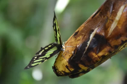 Green and Black Butterfly on Banana - Environmental Art Free Stock Photo