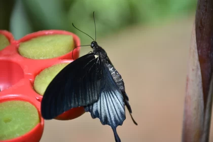 Tropical Black Butterfly on Pink Plate Free Stock Photo