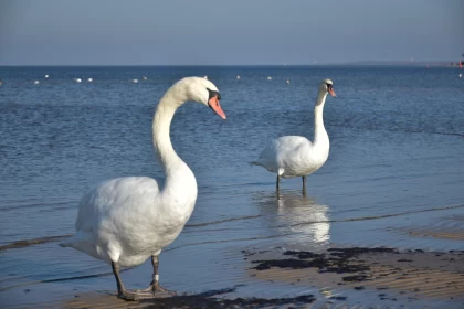 Elegant Swans in Shallow Waters: A Tranquil Coastal View