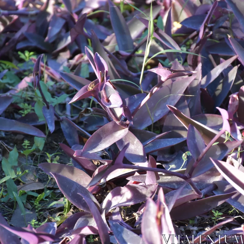 Intricate Purple Foliage in Organic Form Free Stock Photo