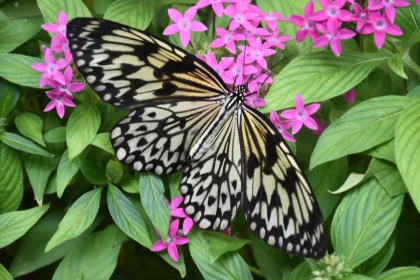 Butterfly on Pink Flower - A Monochrome Masterpiece Free Stock Photo