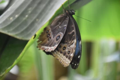 Blue and Black Butterfly Resting on a Leaf Free Stock Photo