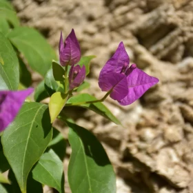 Green Bougainvillea Flowers with Purple Leaves - A Delicate Floral Depiction