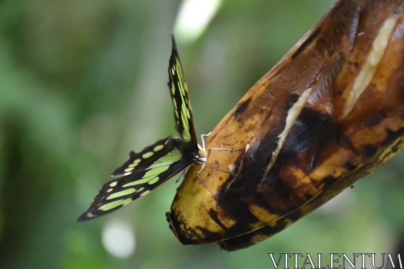 Green and Black Butterfly on Banana - Environmental Art Free Stock Photo