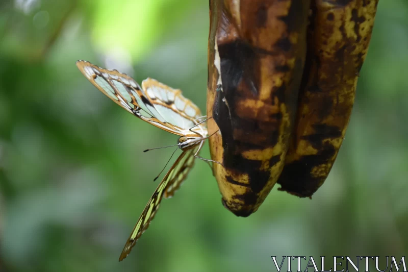 Nature's Simplicity: Butterfly on Banana Free Stock Photo