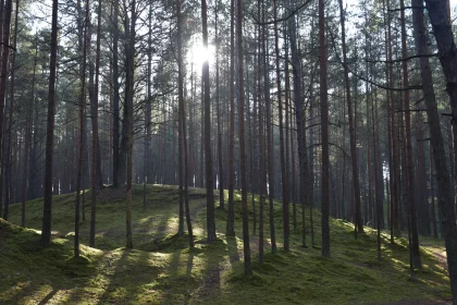 Morning Sunlight Piercing Through Pine Forest Free Stock Photo