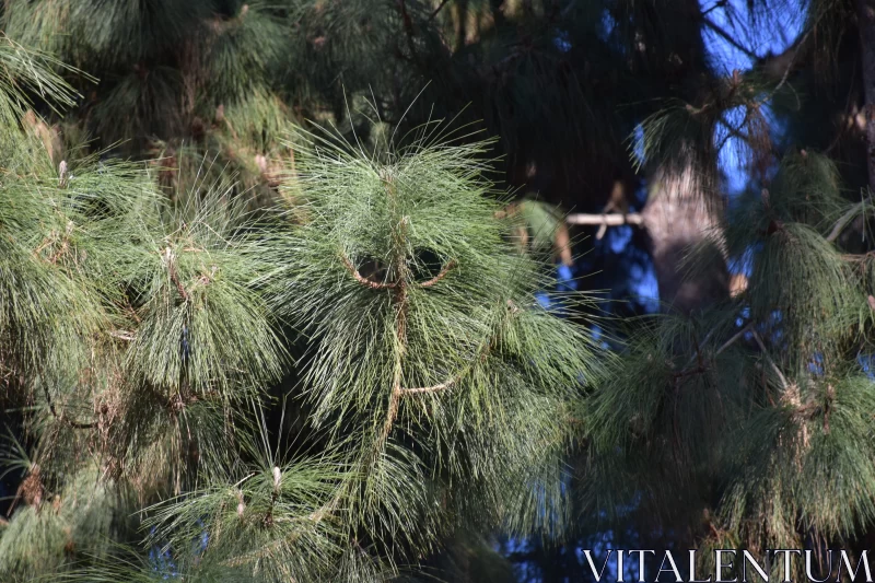 PHOTO Pine Tree Close-up: Nature's Symphony of Green Hues