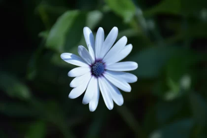 White Daisy with Blue Center: A Nature-Inspired Imagery