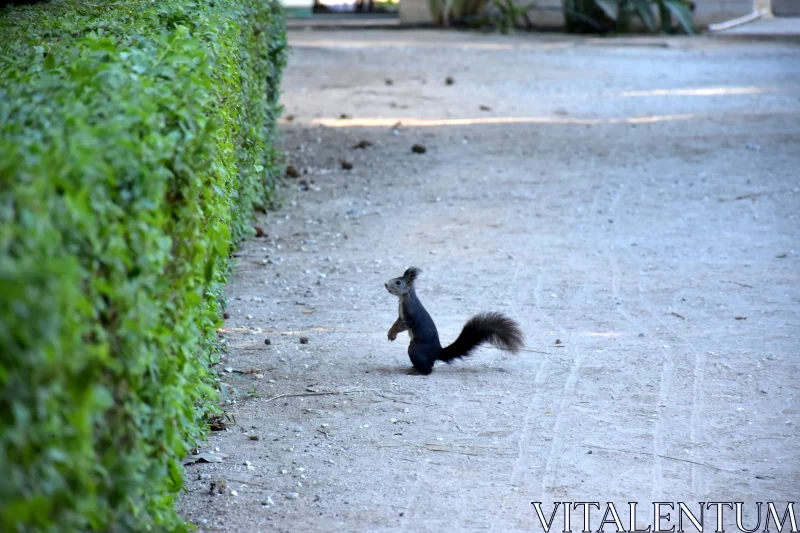 Candid Squirrel in Park - Black and Azure Tones Free Stock Photo