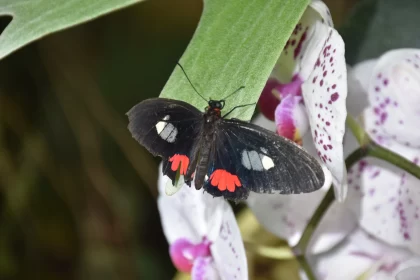 Black Butterfly on Red Orchids - Nature's Artistry
