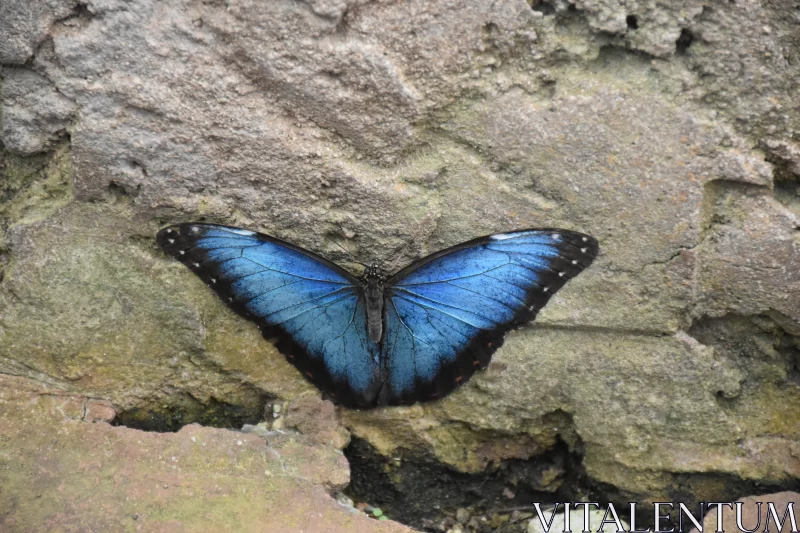 PHOTO Blue and Black Butterfly Resting on Rock Wall