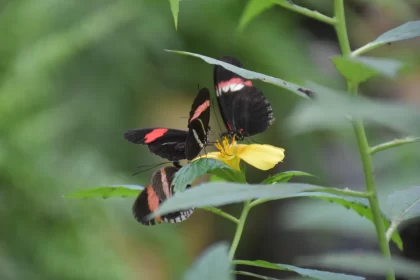Lively Movement of Black and Red Butterflies on a Yellow Flower