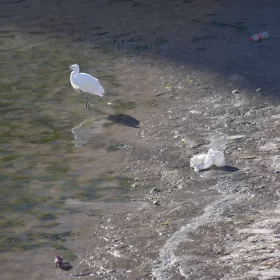Overcrowded Beach Scene with Egret Amidst Trash