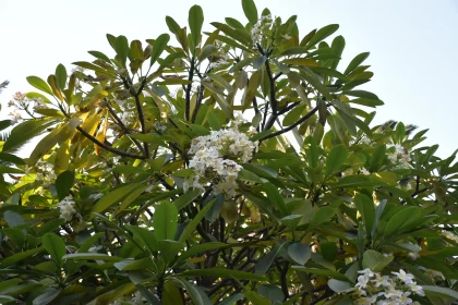Tropical Baroque: White Flower Tree in Green and Amber
