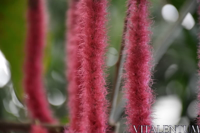 Pink Stalk Closeup: A Fusion of Flowerpunk and Felinecore Free Stock Photo