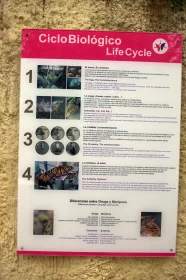 Circobiobiology Life Cycle Sign - An Interactive Outdoor Art in Italy
