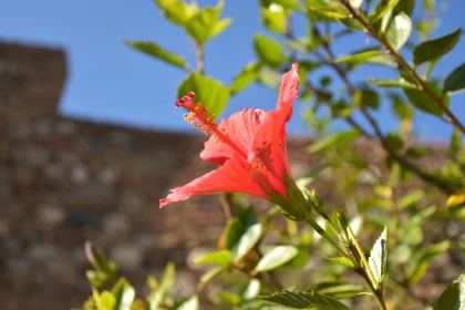 Red Hibiscus Flower at Historic Fortress