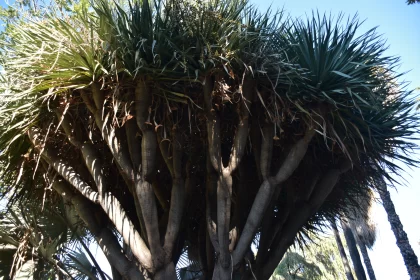Exotic Tree in Sun: A Gritty Urban Australian Landscape