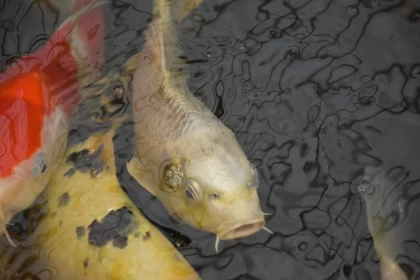 Captivating Koi Carp in Pond - Tranquil Natural Beauty