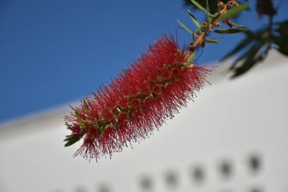 Exquisite Red Flower Near a Tree in Native Australian Motifs