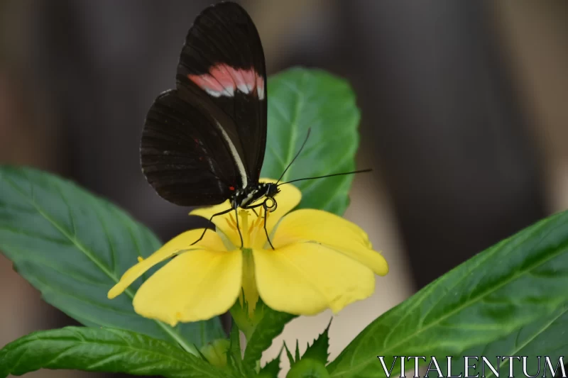 Restored Traditional Image: Red Butterfly on Yellow Bloom Free Stock Photo