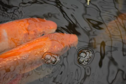 Orange Koi Fish Swimming in Pond - Photorealistic Art
