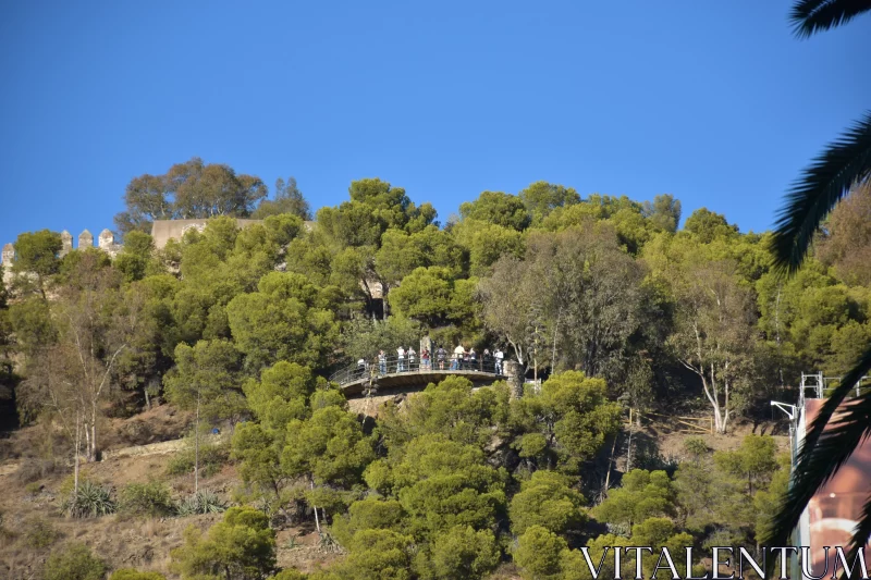 Mediterranean Landscape: Bridge and Tall Tree Free Stock Photo