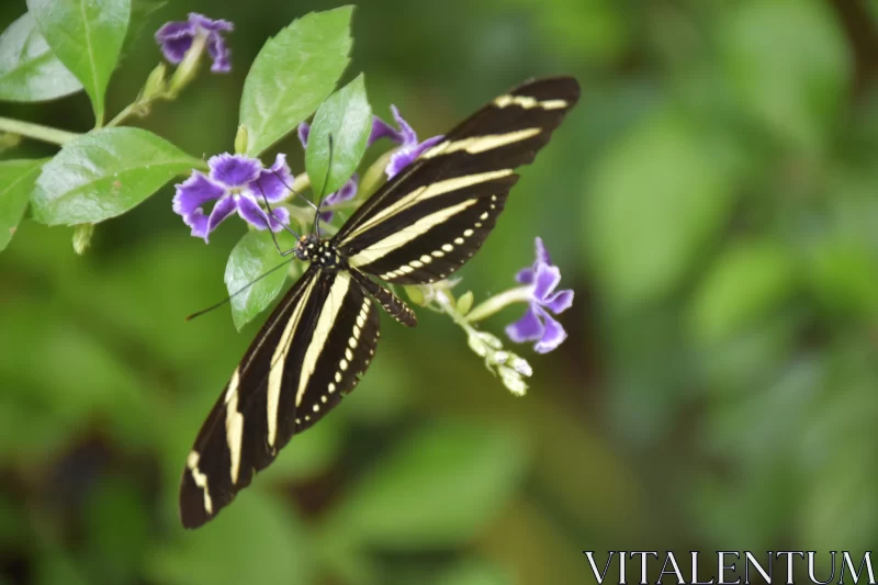 PHOTO Striped Butterfly on Purple Flowers - Tropical Nature