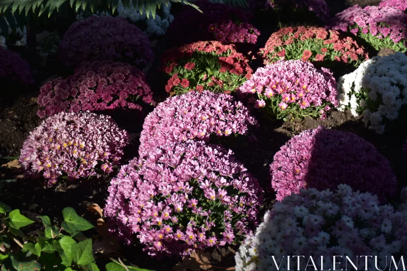 Shaded Chrysanthemums: A Study in Light Magenta and Dark Bronze Free Stock Photo