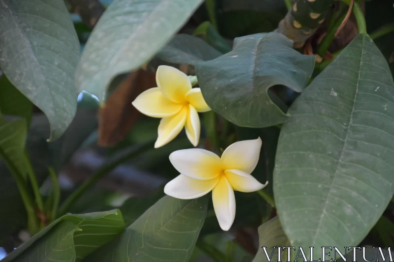 Yellow and White Plumeria Flowers: A Zen-Influenced Naturalistic Display Free Stock Photo