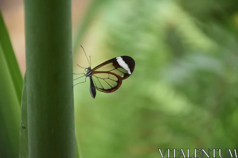 Translucent Maroon and White Butterfly on Green Plant Free Stock Photo