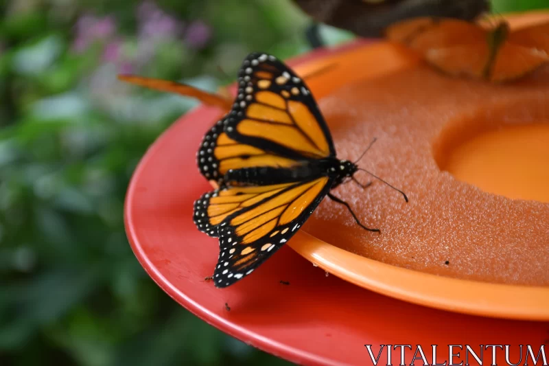 Monarch Butterfly on Red Plate - A Graceful Display Free Stock Photo