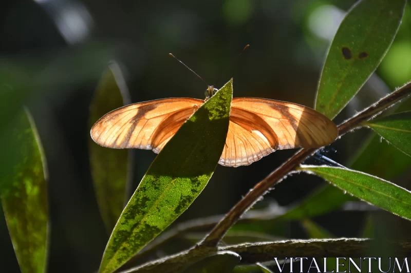 Brown and Orange Butterfly in Sunlit Jungle Free Stock Photo