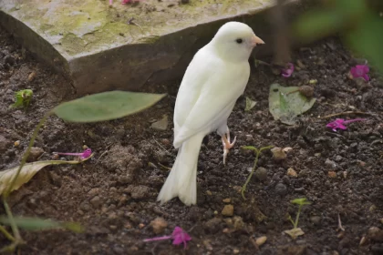 Petite White Bird in Natural Ambiance - A Study in Elegance and Precision